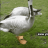 A Friendly Goose